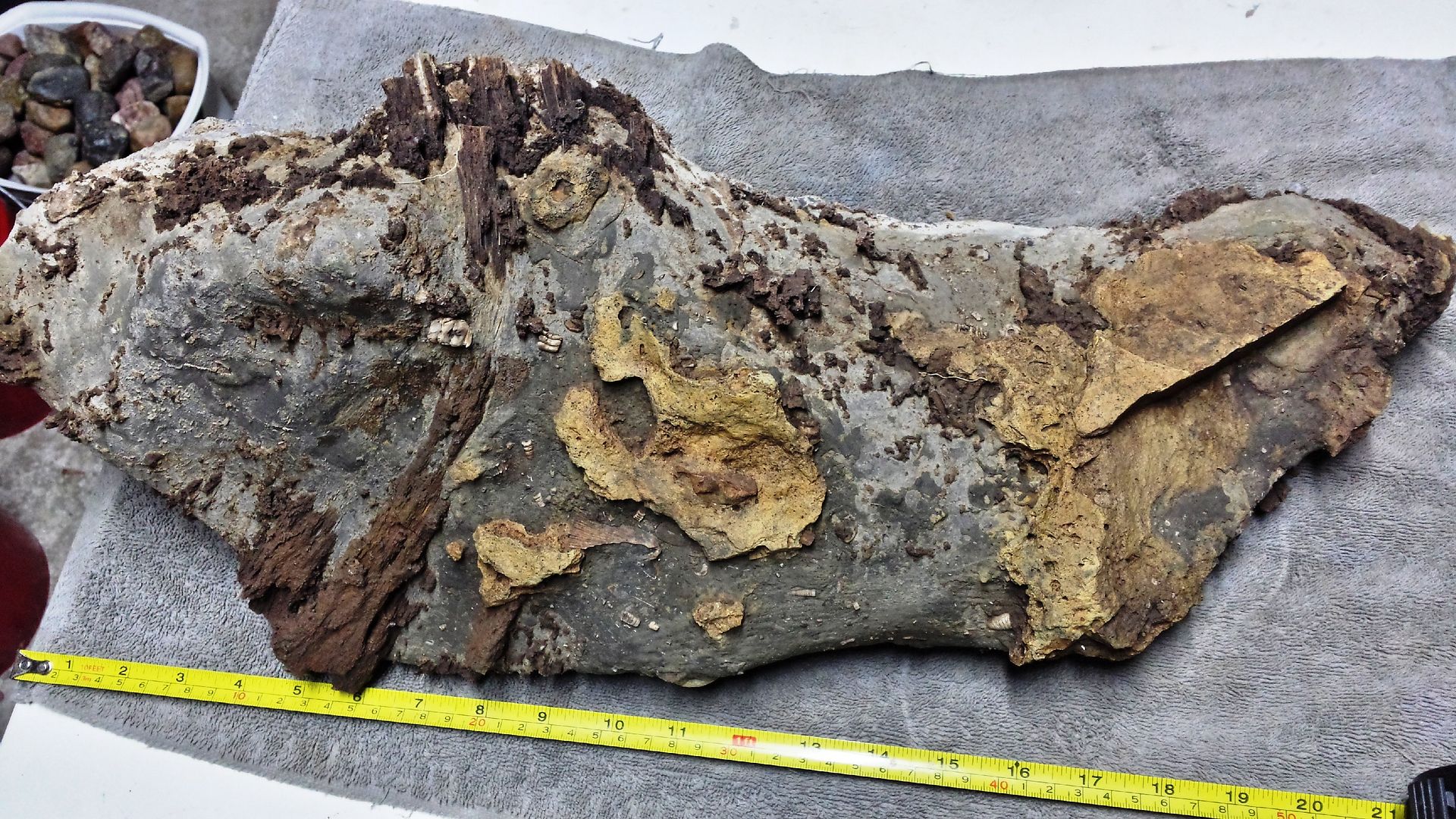 Crinoid Limestone Rock Tumbling Hobby